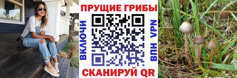кракен онион Агрыз Псилоцибиновые грибы мухоморы сколько стоит